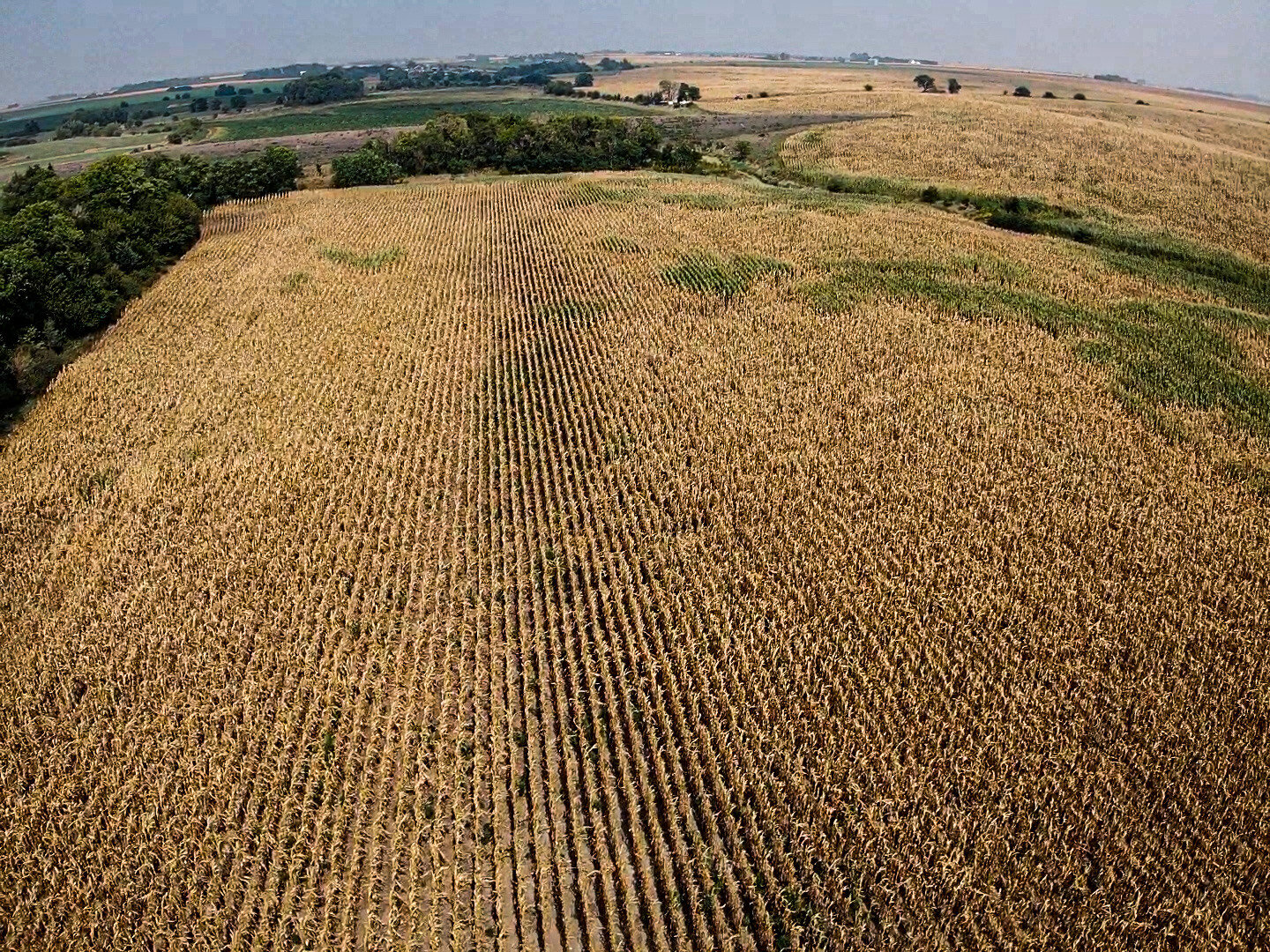 Image for Absolute Jefferson County Farmland Auction by the Schaardt Auction Team with Burrows Tracts Real Estate
