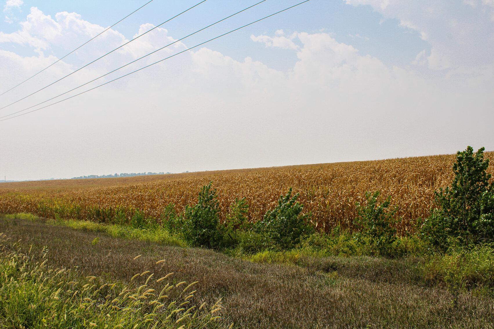 Image for Absolute Jefferson County Farmland Auction by the Schaardt Auction Team with Burrows Tracts Real Estate