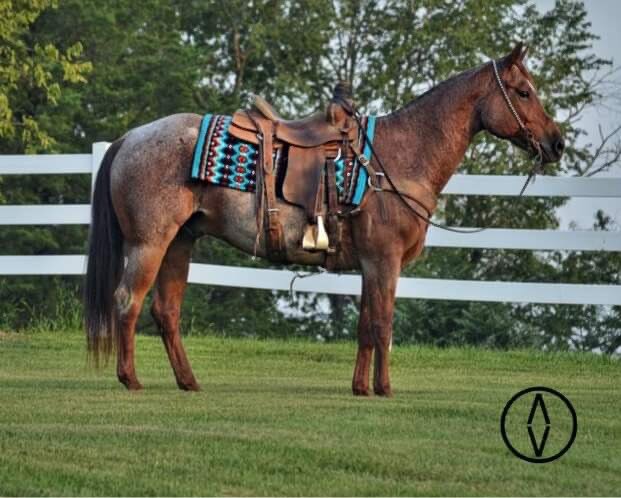 Image for Interstate Regional Stockyards Horse Sale - Cuba, Missouri September 20th