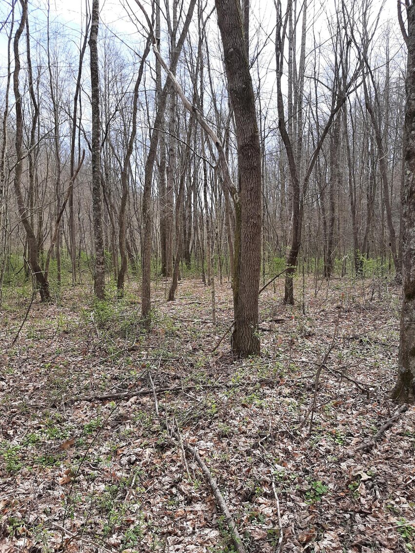 Image for SOLD $104,500 - 121 Acres in Wyoming County Selling to the Highest Bidder