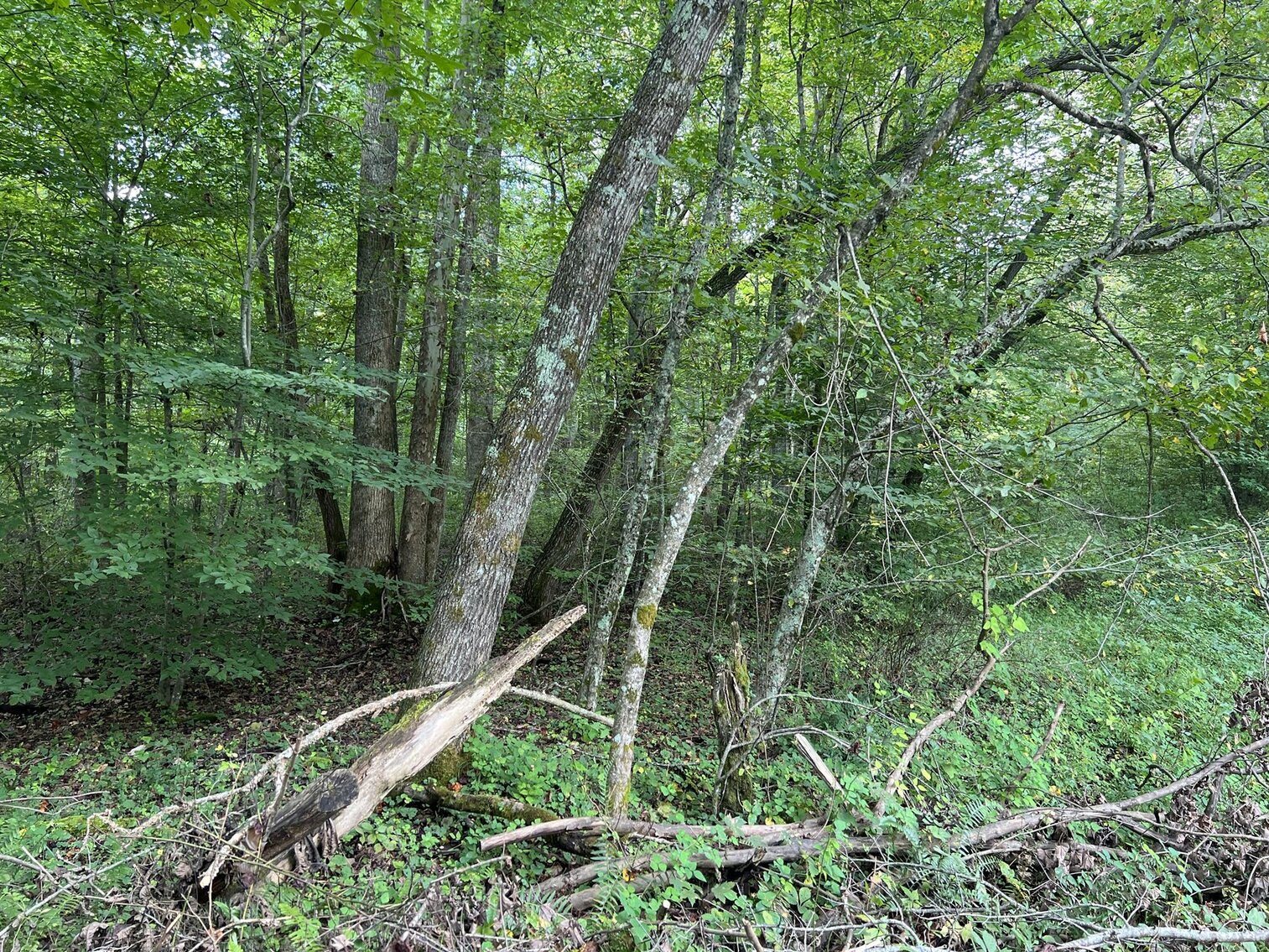 Image for SOLD $104,500 - 121 Acres in Wyoming County Selling to the Highest Bidder