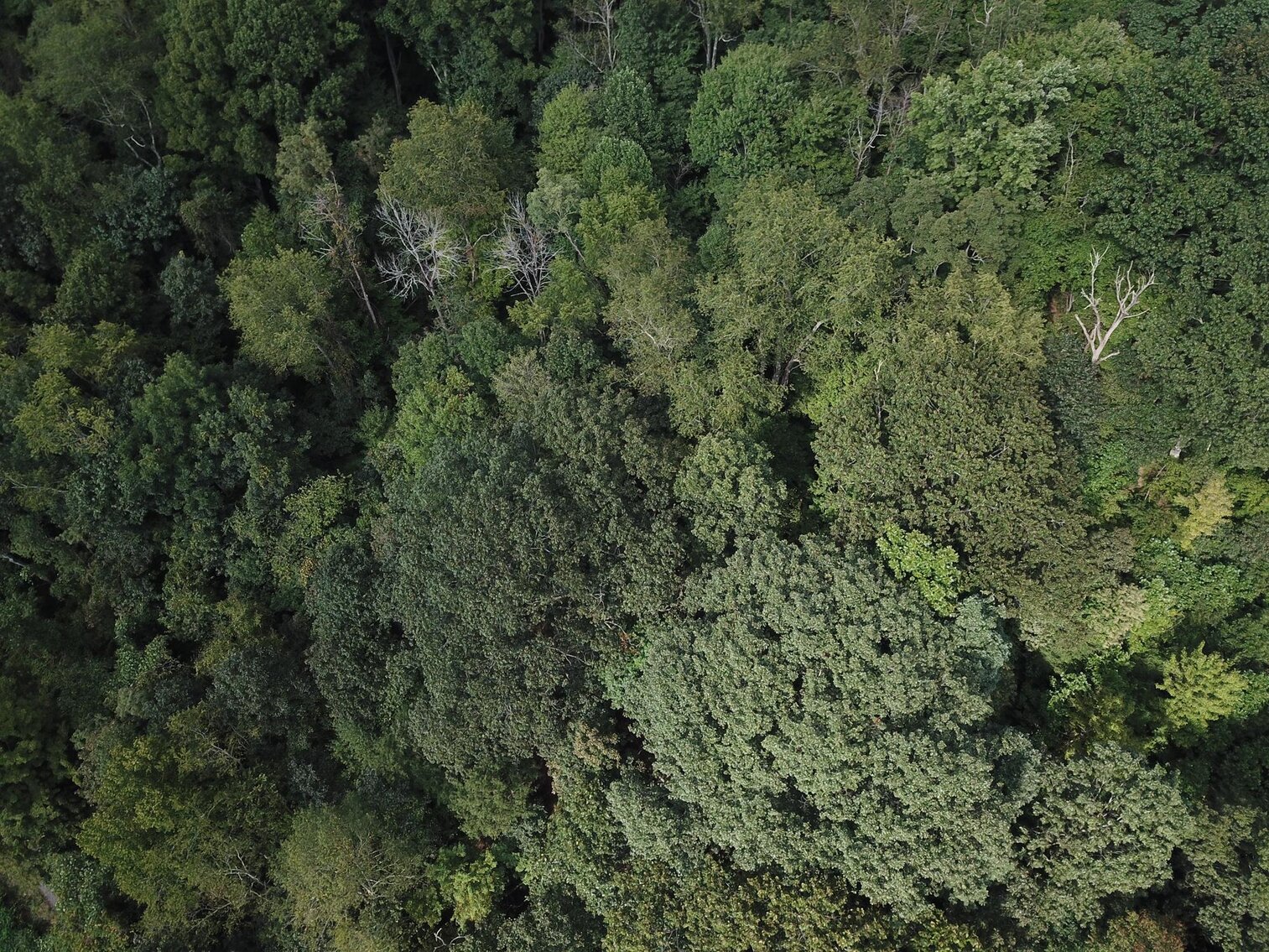 Image for SOLD $15,950 - 2 Acres on River Road in Morgantown