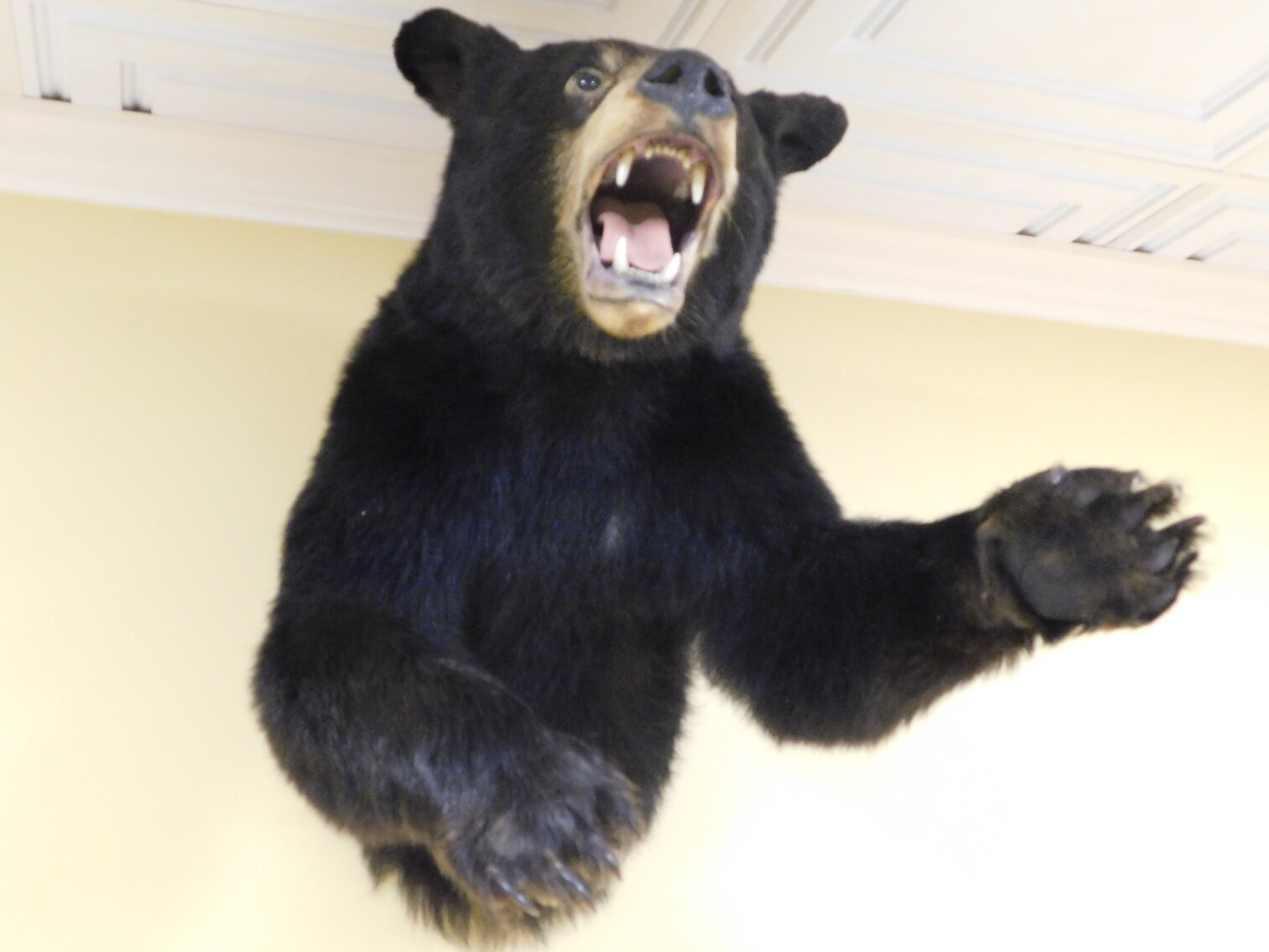 Image for Morgantown, WV – Estate of Mary Susan Linkous: Modern & Antique Furniture, China, Glassware, Kitchen Items, Small/Large Appliances, and More!