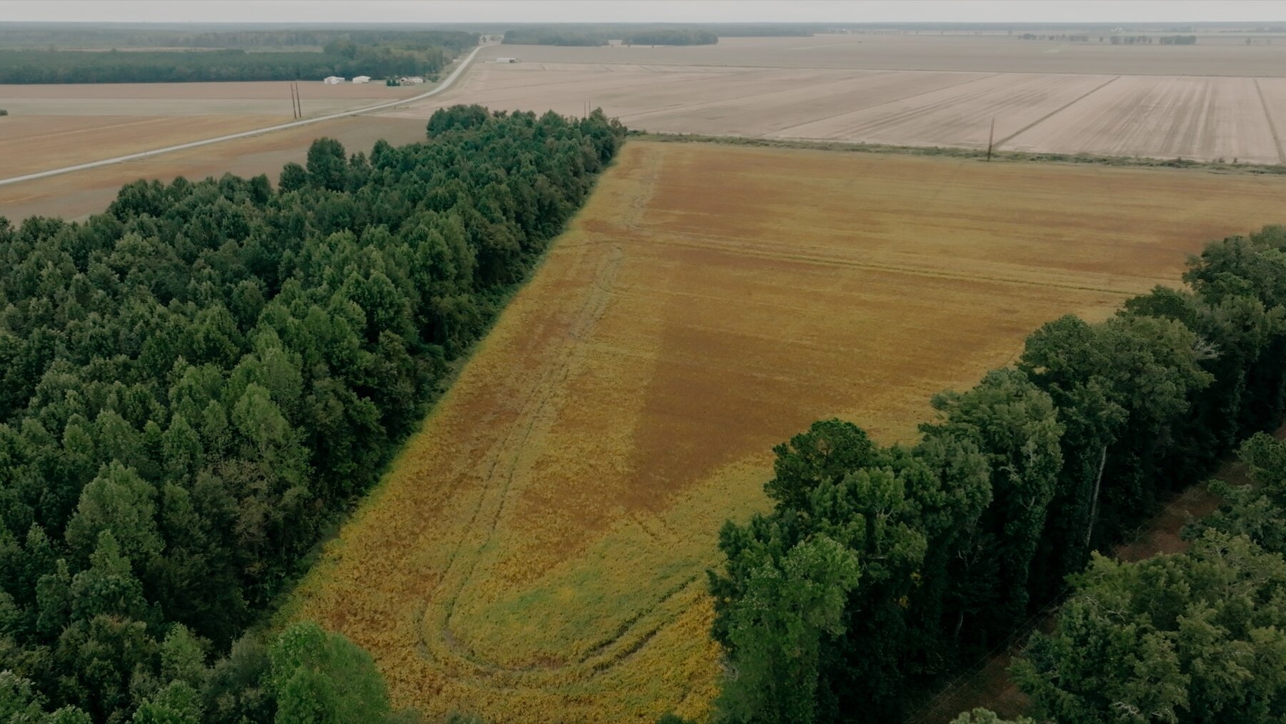 Image for 79+/- Acres in Washington County, North Carolina