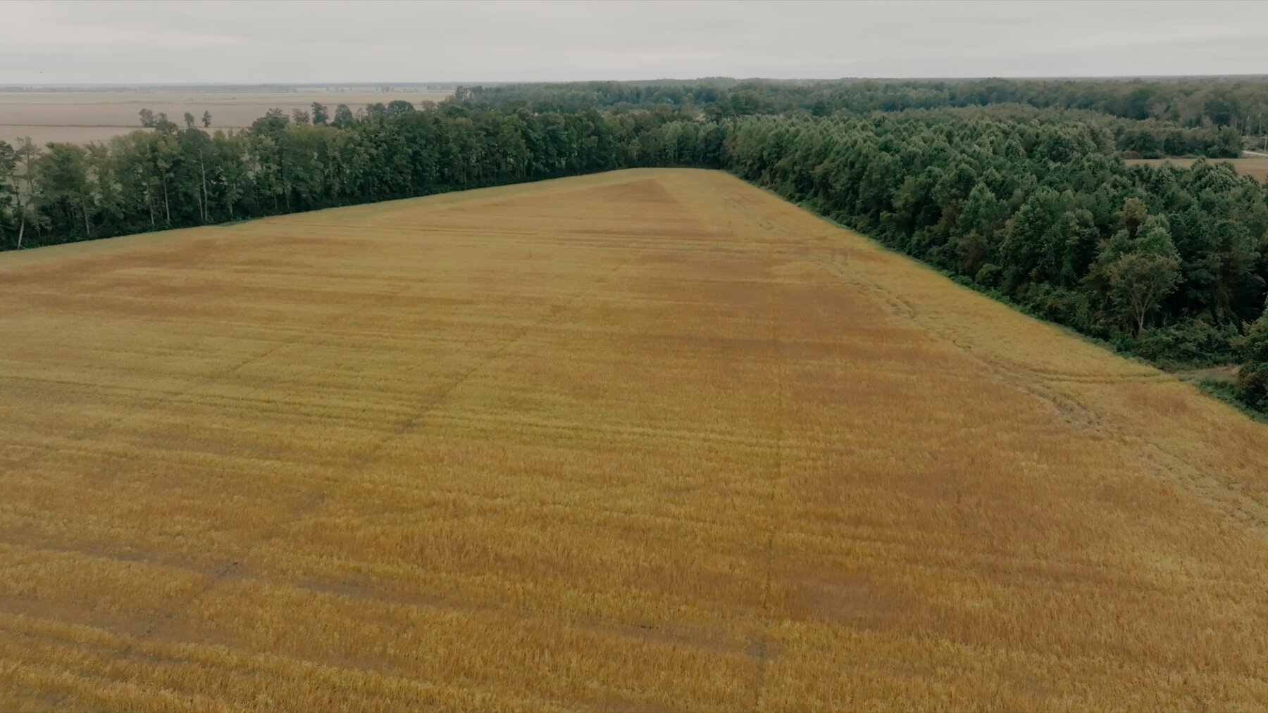 Image for 79+/- Acres in Washington County, North Carolina