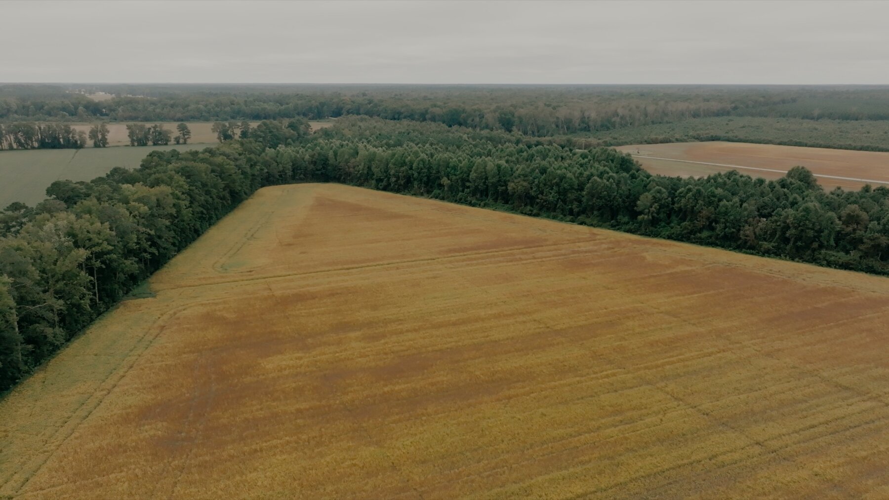 Image for 79+/- Acres in Washington County, North Carolina