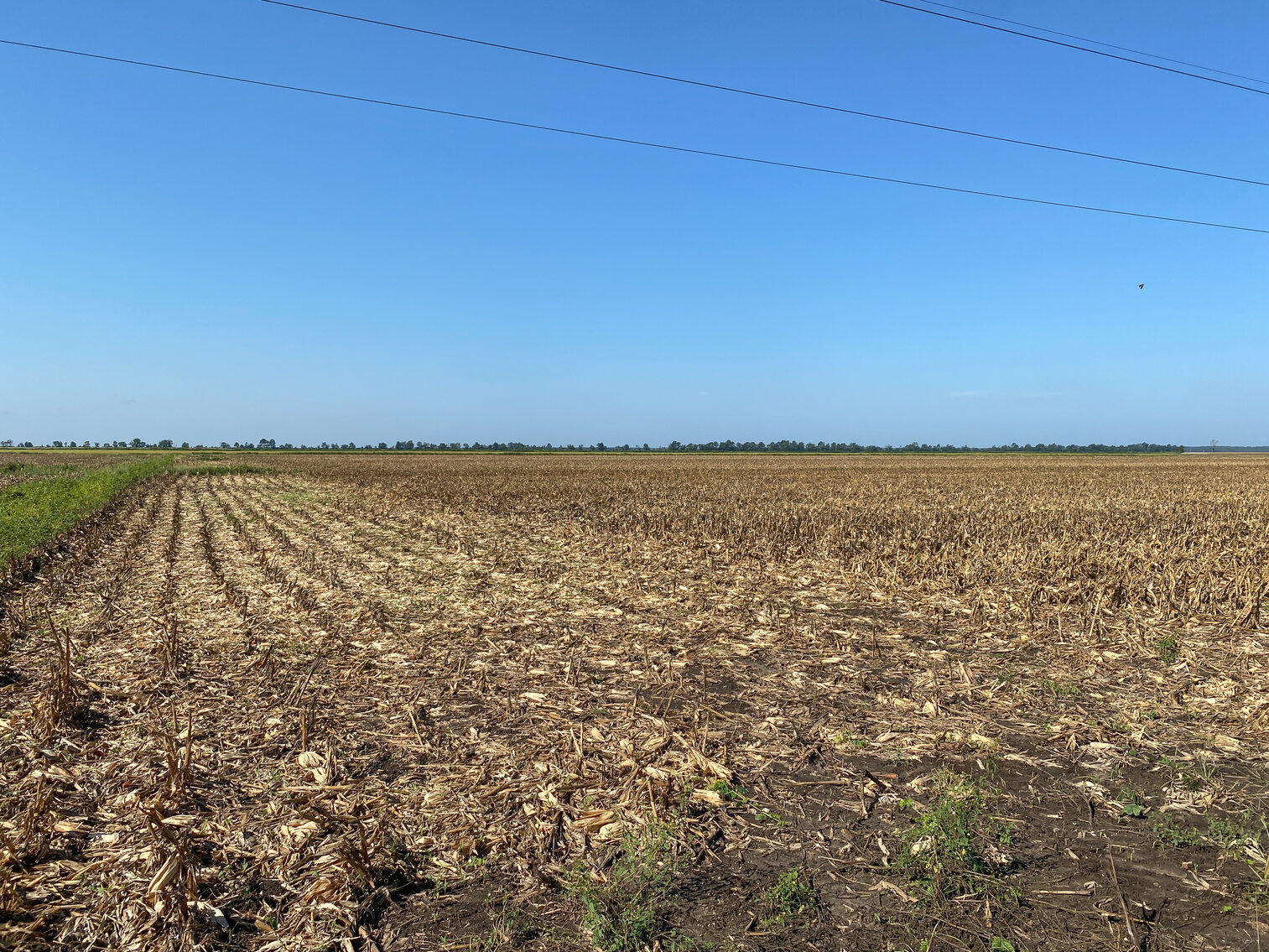 Image for 51 +/- Acre Farm in Washington County, North Carolina