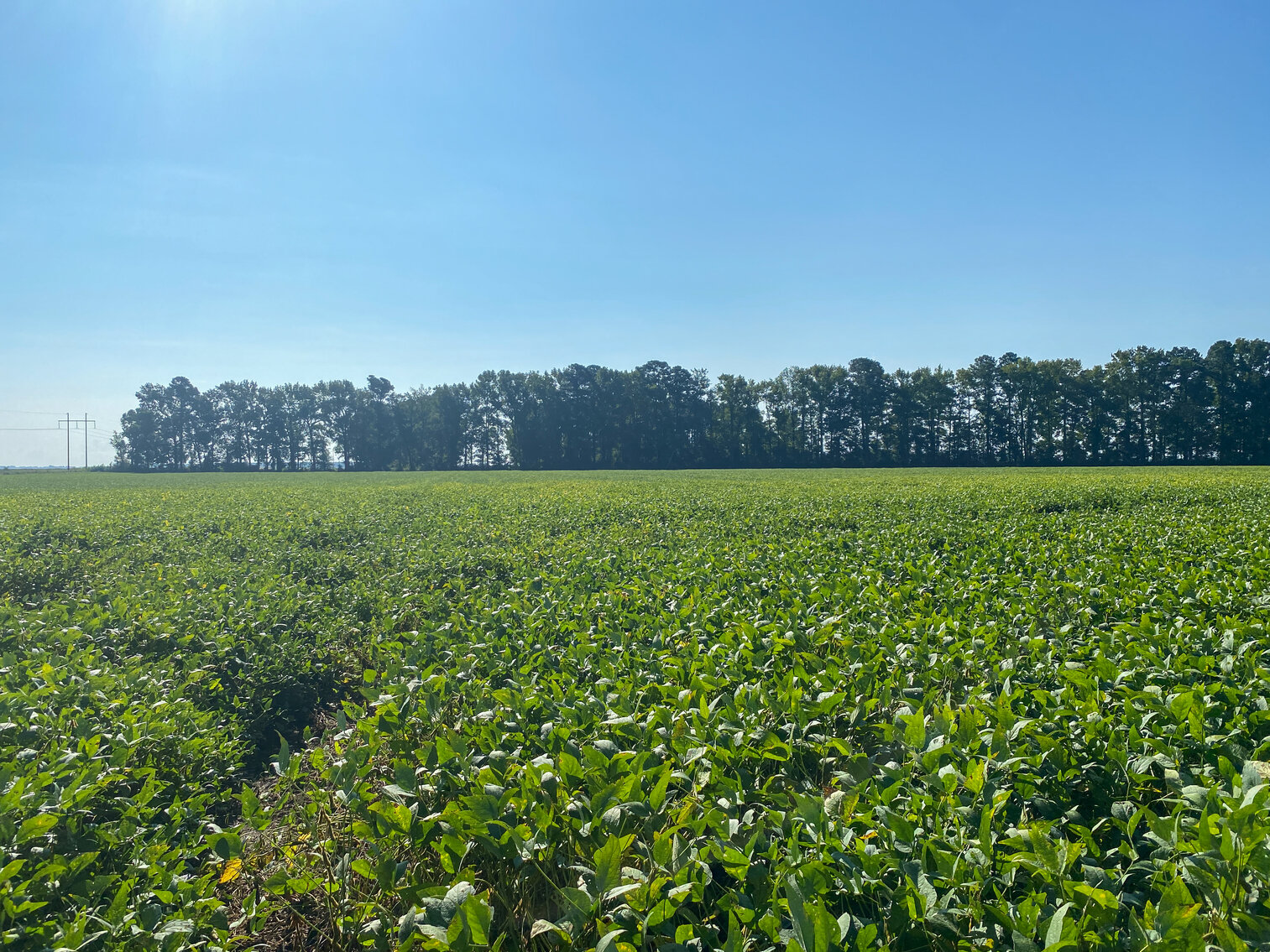 Image for 79+/- Acres in Washington County, North Carolina