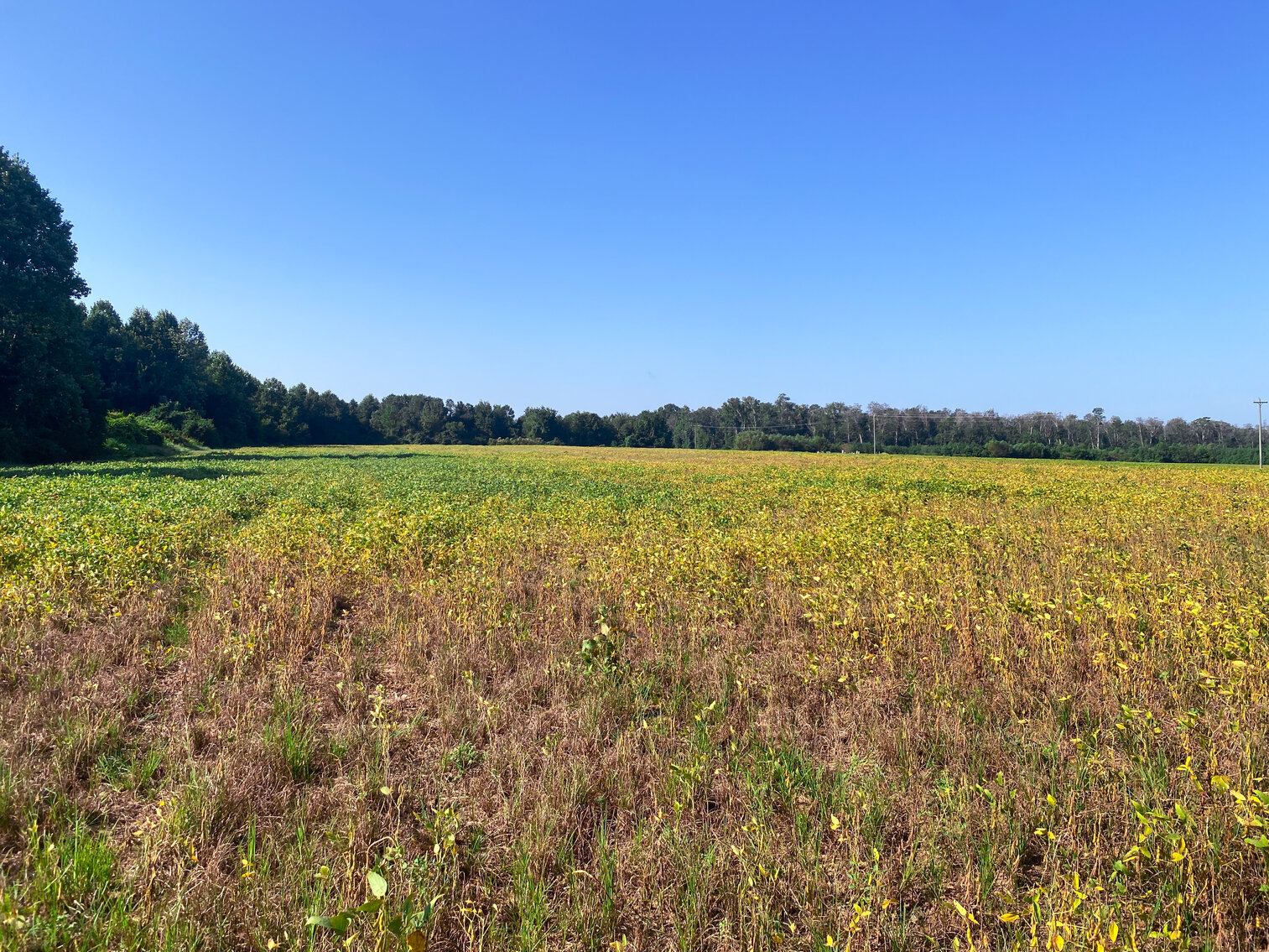 Image for 79+/- Acres in Washington County, North Carolina