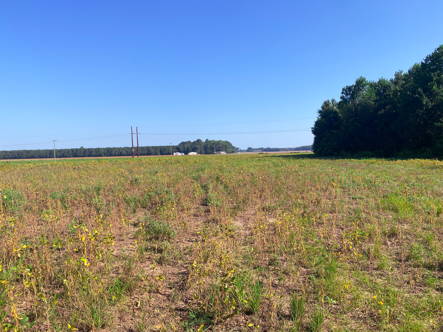 Image for 79+/- Acres in Washington County, North Carolina