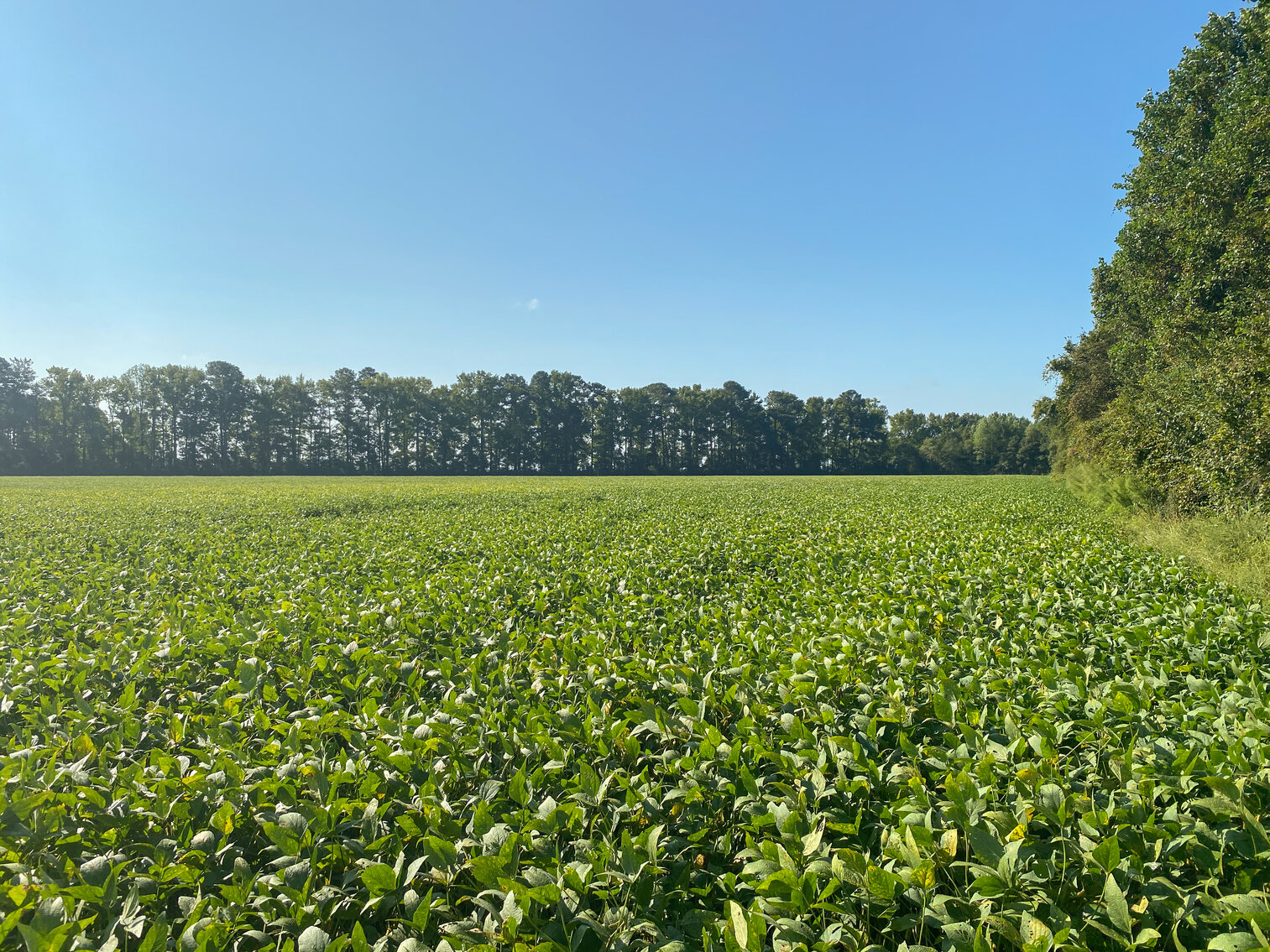 Image for 79+/- Acres in Washington County, North Carolina