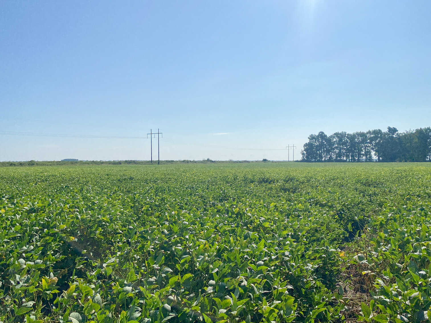 Image for 79+/- Acres in Washington County, North Carolina