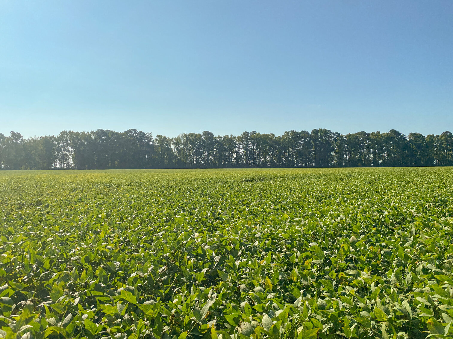 Image for 79+/- Acres in Washington County, North Carolina