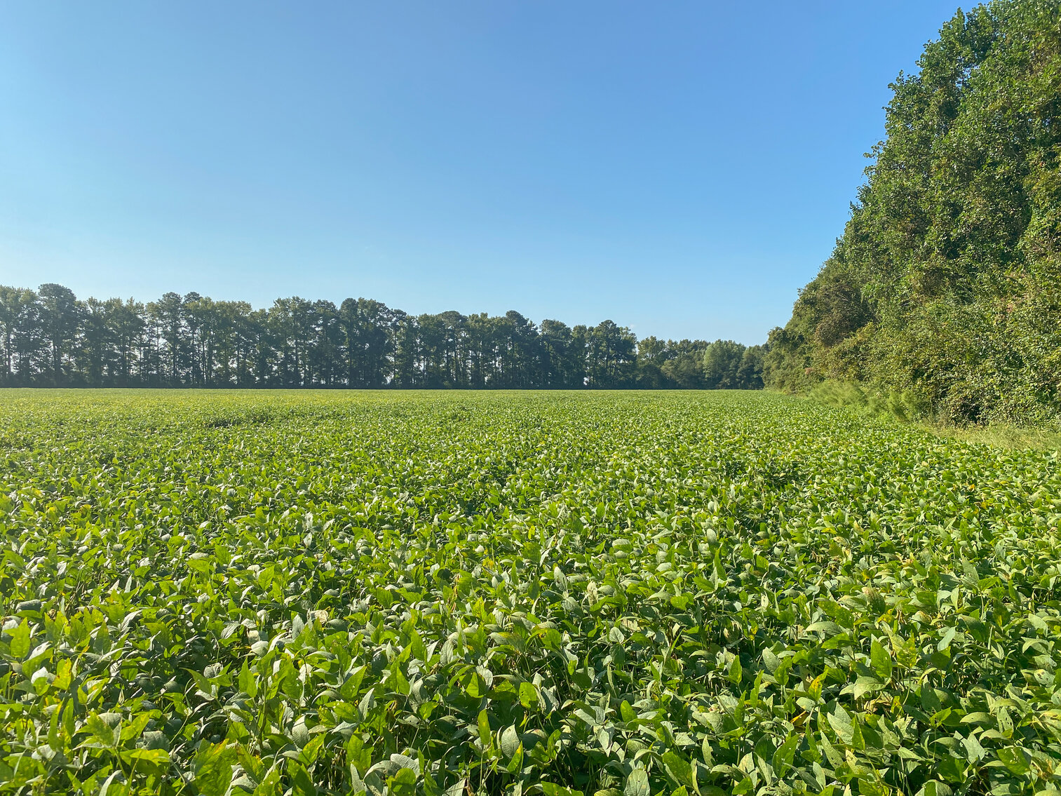 Image for 79+/- Acres in Washington County, North Carolina