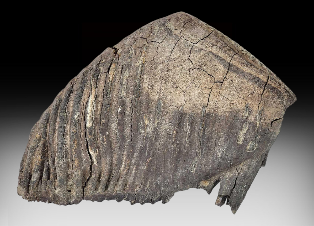 Image for October 2023 Premier Auction