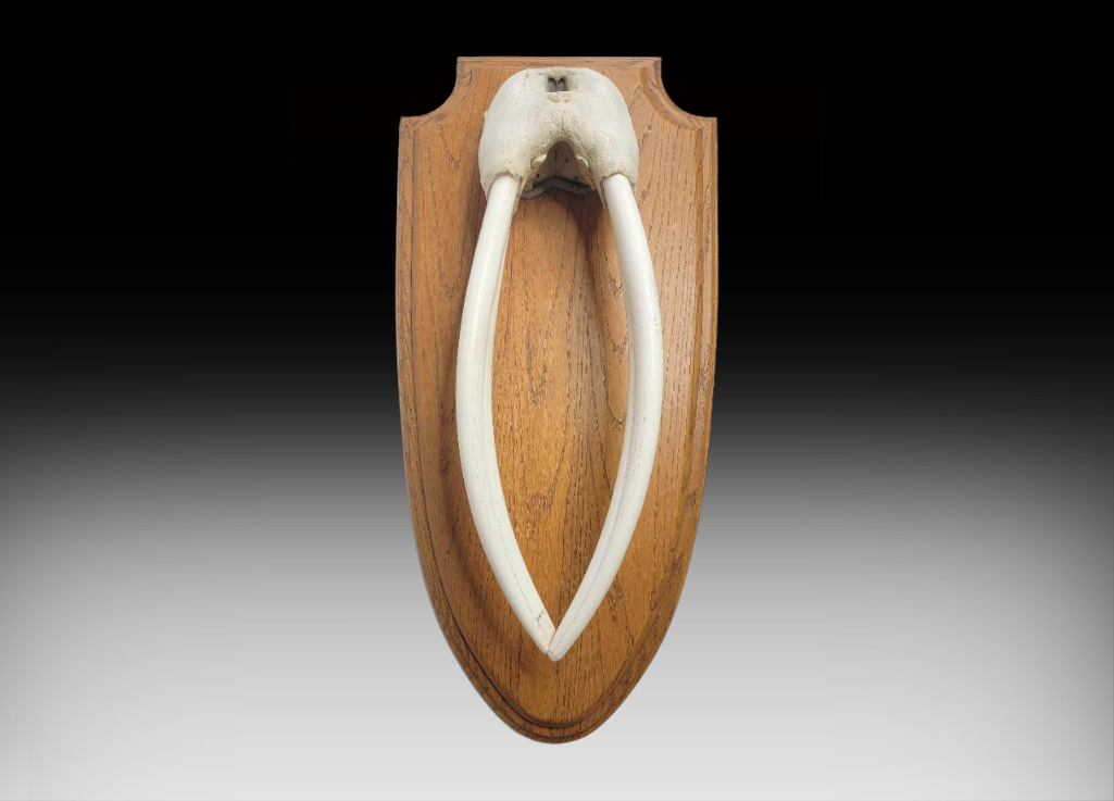 Image for October 2023 Premier Auction