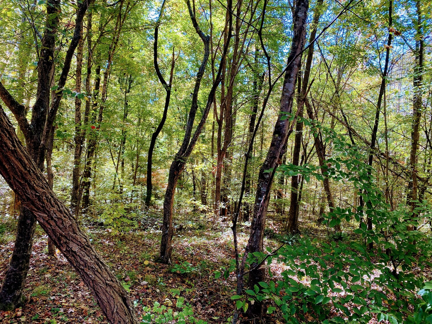 Image for 6161 Country Highland Lane