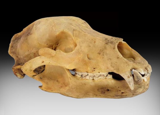 Image for October 2023 Firepower Auction