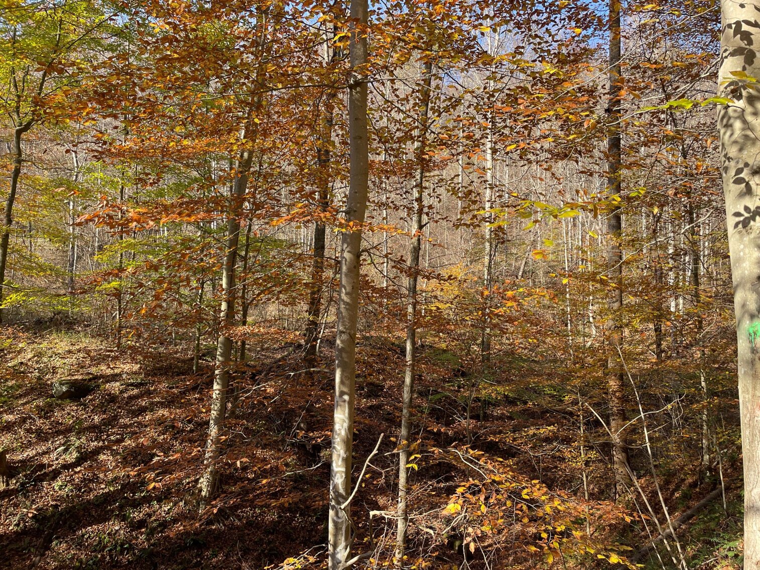 Image for SOLD $68,200 - 80 Wooded Acres in Kanawha County
