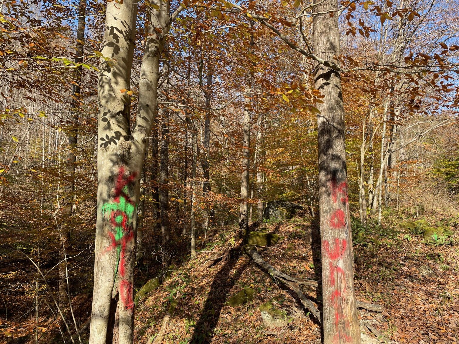 Image for SOLD $68,200 - 80 Wooded Acres in Kanawha County
