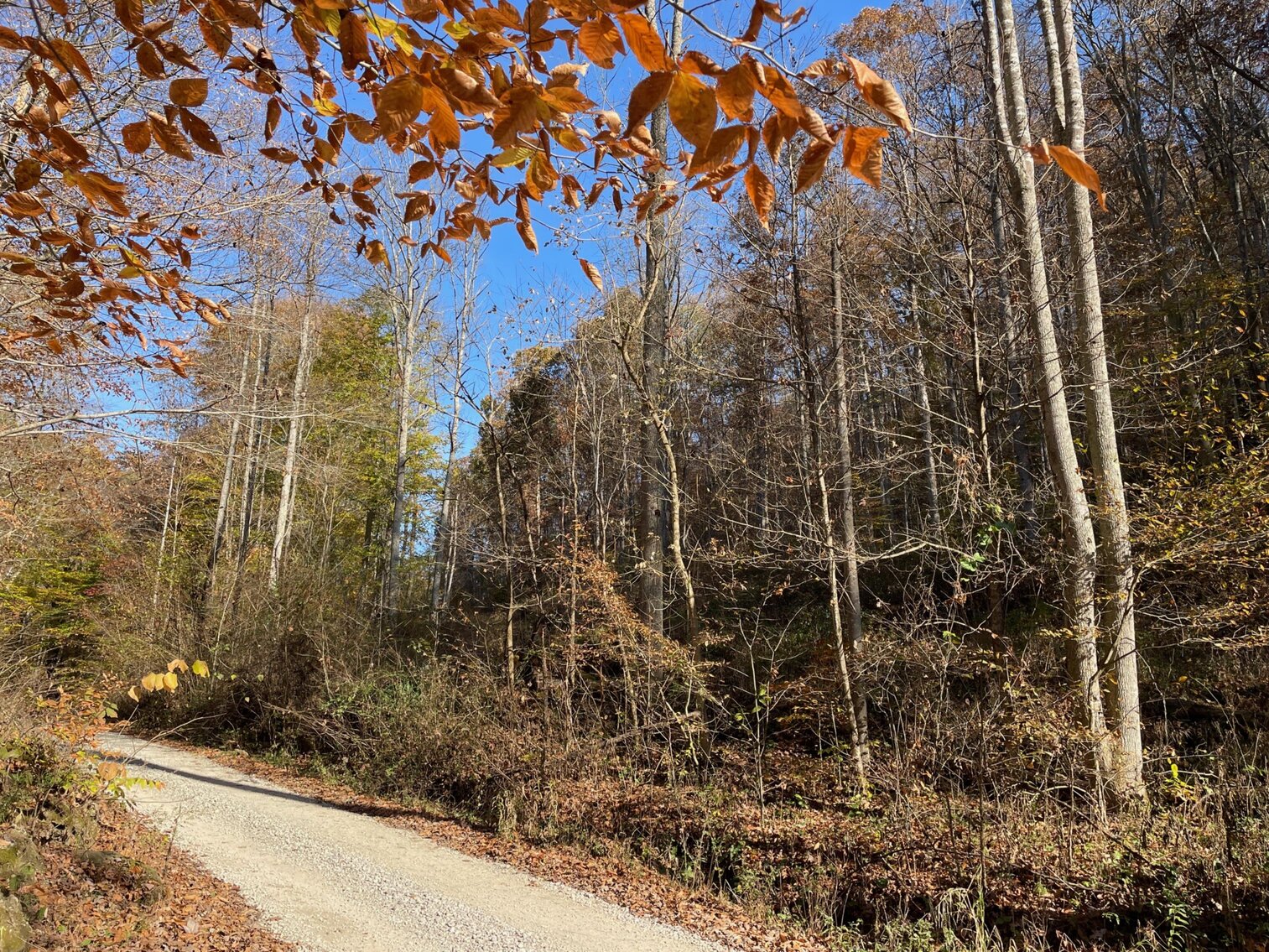 Image for SOLD $68,200 - 80 Wooded Acres in Kanawha County