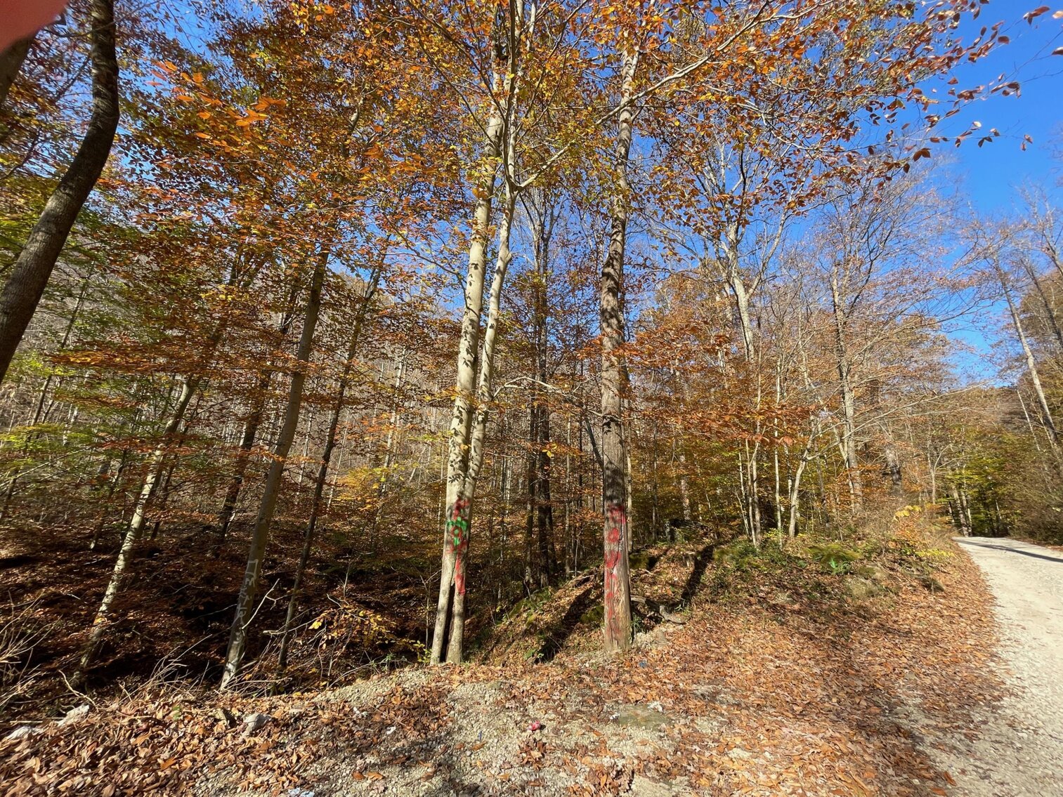 Image for SOLD $68,200 - 80 Wooded Acres in Kanawha County