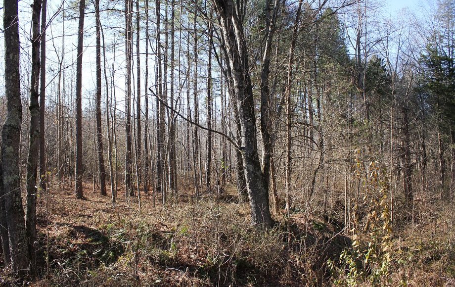 Image for Bankruptcy: 15ac in Madison VA