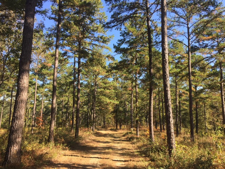 Image for 536+/- Acre Plantation Tract