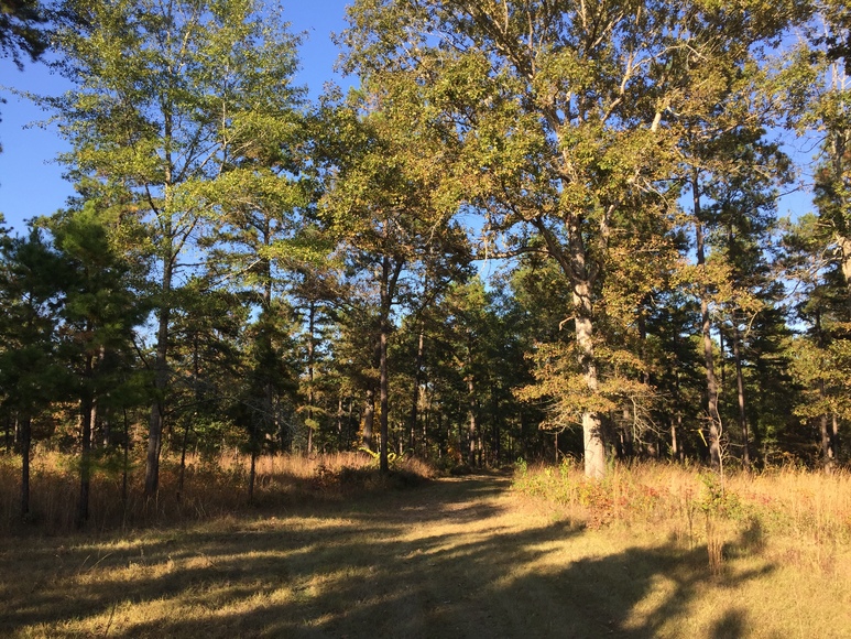 Image for 536+/- Acre Plantation Tract