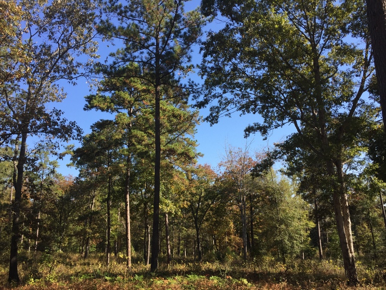 Image for 536+/- Acre Plantation Tract