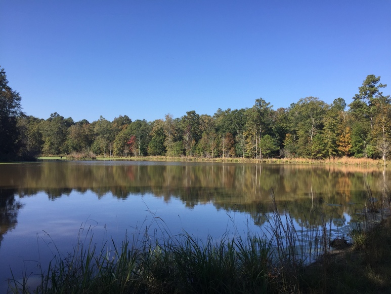 Image for 536+/- Acre Plantation Tract