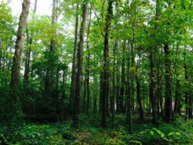 Image for Virginia/North Carolina Residential & Commercial Properties
