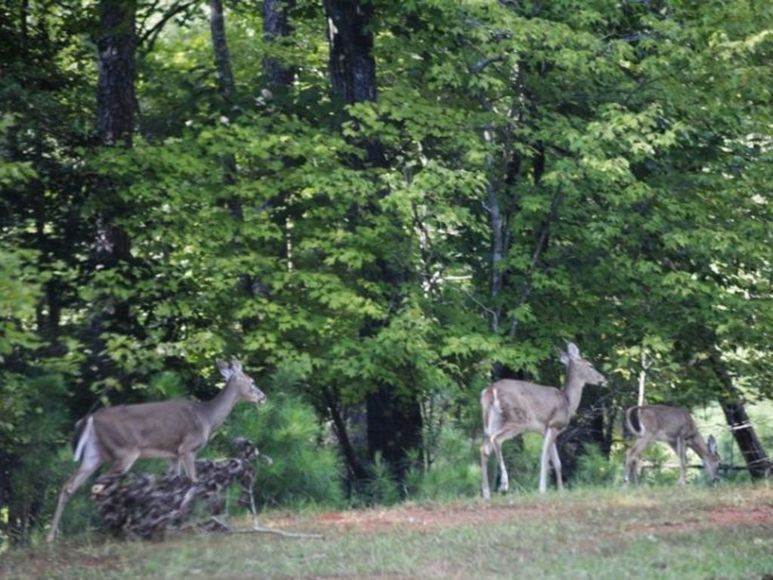 Image for ONLINE ONLY - Lots in Tillery Tradition Country Club