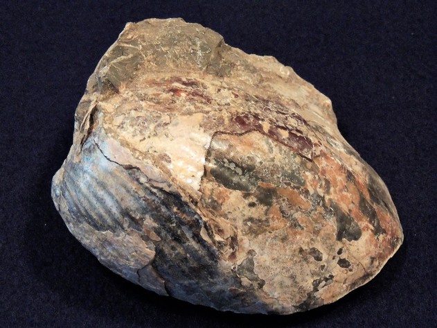 Image for AMMONITE PETRIFIED WOOD SHELL FOSSIL CRYSTALS