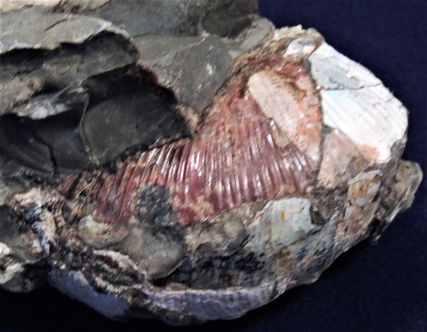 Image for AMMONITE PETRIFIED WOOD SHELL FOSSIL CRYSTALS