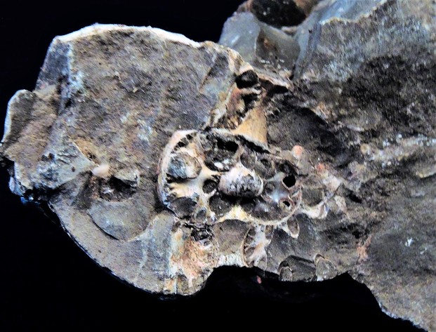 Image for AMMONITE PETRIFIED WOOD SHELL FOSSIL CRYSTALS