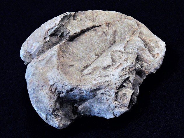 Image for AMMONITE PETRIFIED WOOD SHELL FOSSIL CRYSTALS