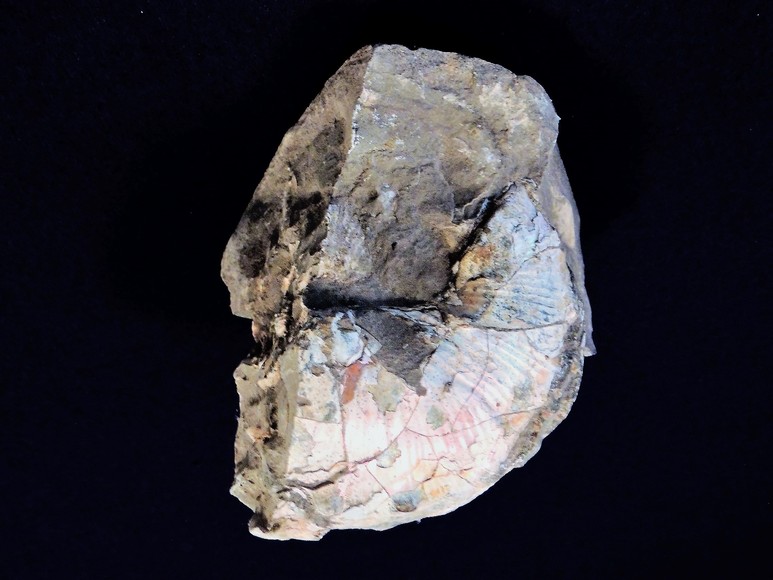 Image for AMMONITE PETRIFIED WOOD SHELL FOSSIL CRYSTALS