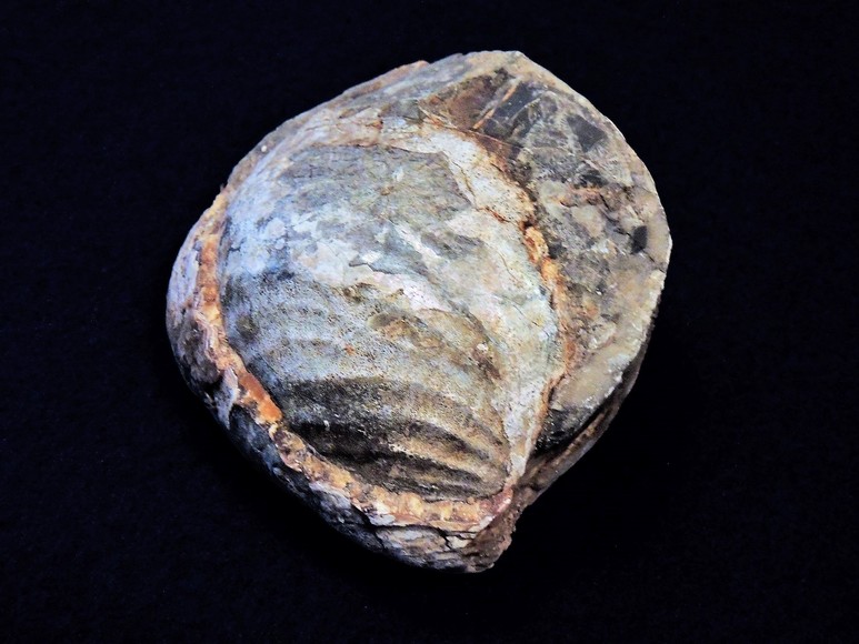 Image for AMMONITE PETRIFIED WOOD SHELL FOSSIL CRYSTALS