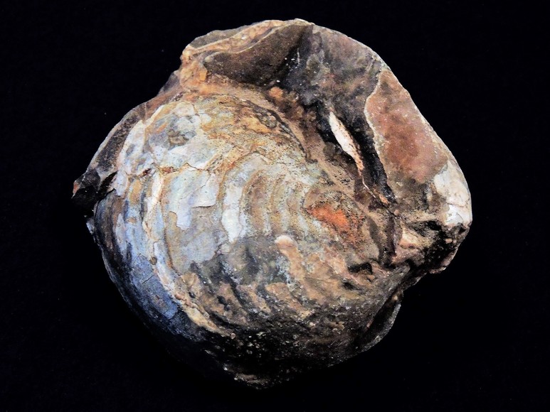 Image for AMMONITE PETRIFIED WOOD SHELL FOSSIL CRYSTALS