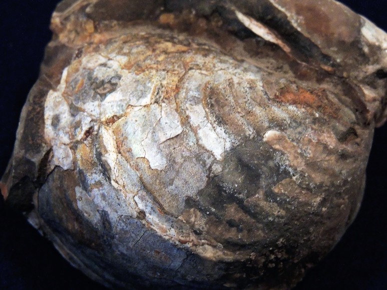 Image for AMMONITE PETRIFIED WOOD SHELL FOSSIL CRYSTALS