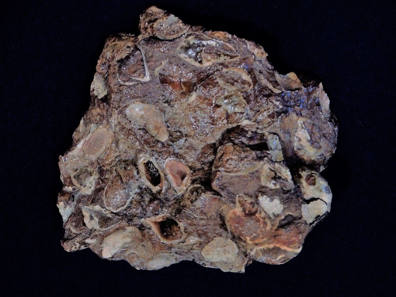 Image for AMMONITE PETRIFIED WOOD SHELL FOSSIL CRYSTALS