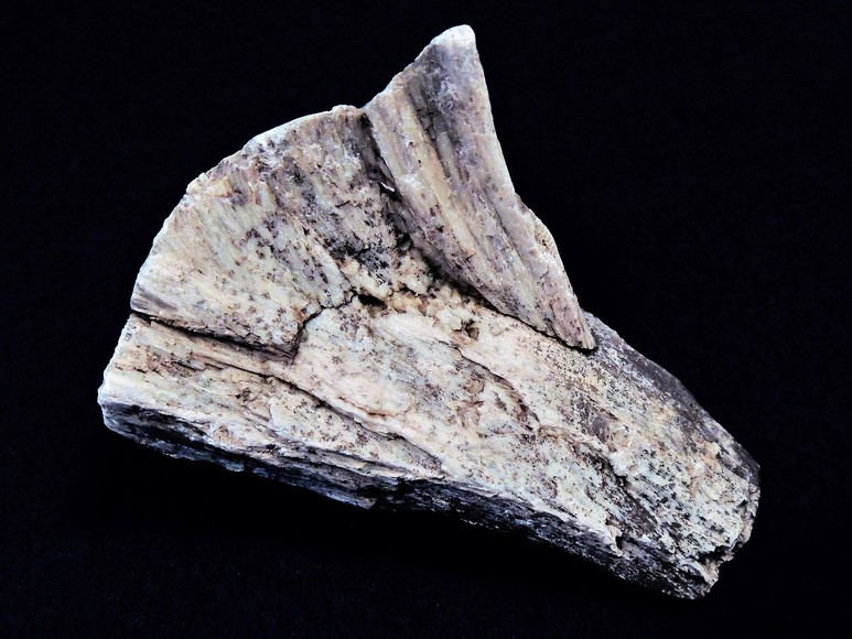 Image for AMMONITE PETRIFIED WOOD SHELL FOSSIL CRYSTALS