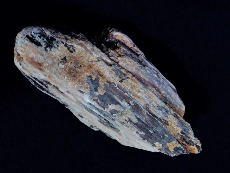 Image for AMMONITE PETRIFIED WOOD SHELL FOSSIL CRYSTALS