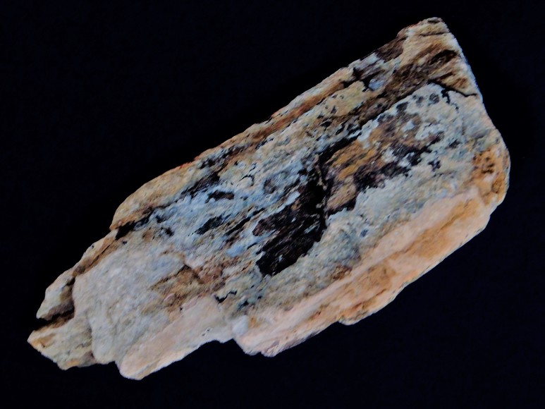 Image for AMMONITE PETRIFIED WOOD SHELL FOSSIL CRYSTALS