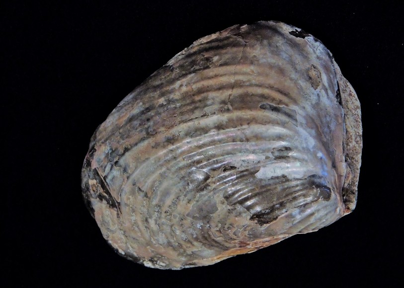 Image for AMMONITE PETRIFIED WOOD SHELL FOSSIL CRYSTALS