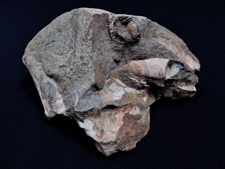 Image for AMMONITE PETRIFIED WOOD SHELL FOSSIL CRYSTALS