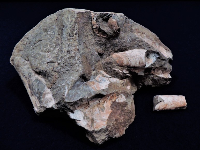 Image for AMMONITE PETRIFIED WOOD SHELL FOSSIL CRYSTALS