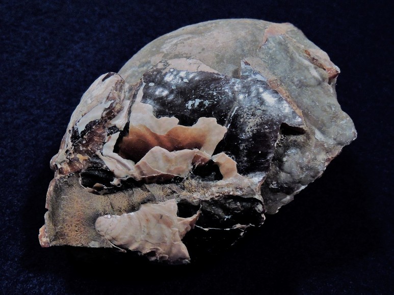 Image for AMMONITE PETRIFIED WOOD SHELL FOSSIL CRYSTALS