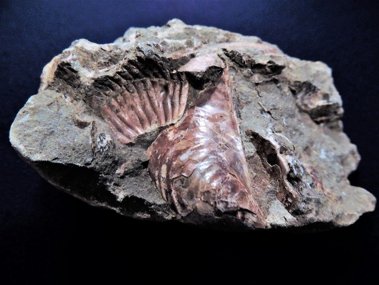 Image for AMMONITE PETRIFIED WOOD SHELL FOSSIL CRYSTALS